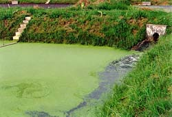 pond